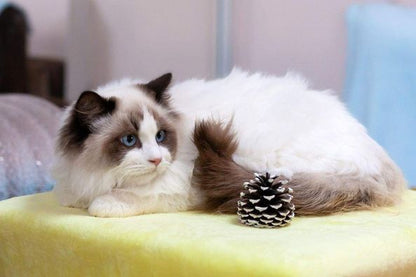 Ragdoll