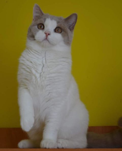 British Shorthair