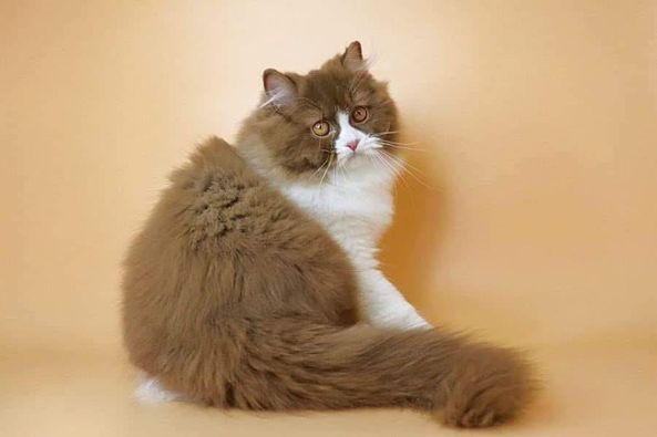 British Longhair