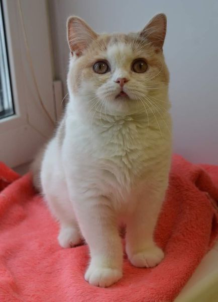 British Shorthair