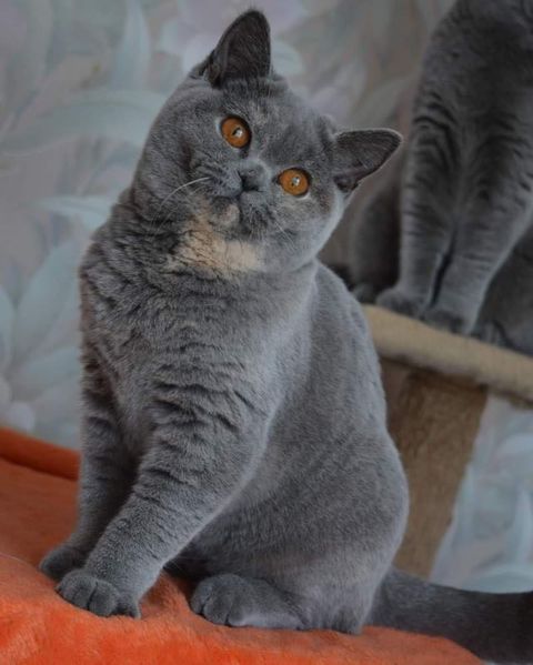 British Shorthair