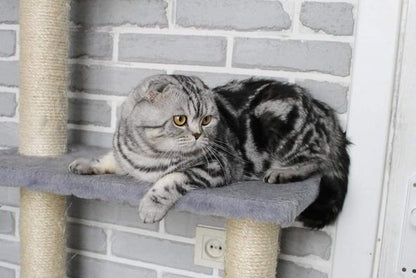 Scottish Fold