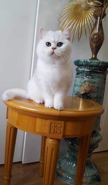 British Shorthair