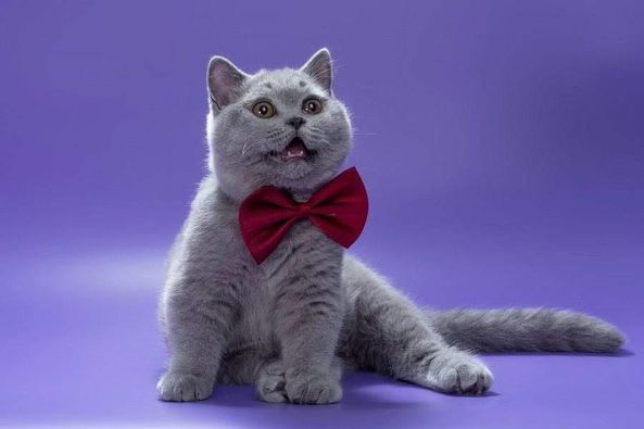 British Shorthair