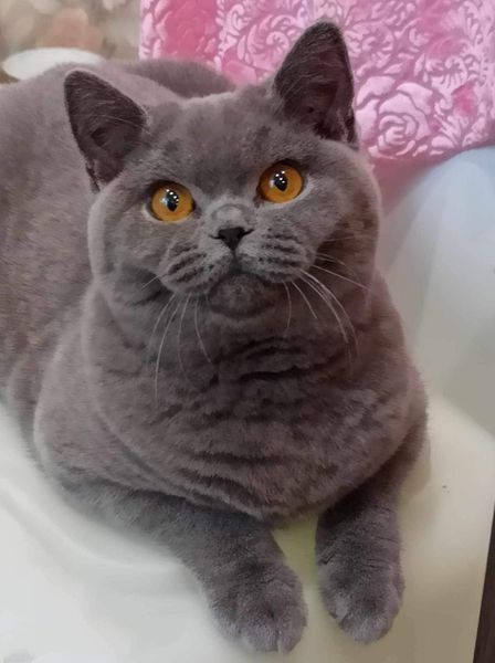 British Shorthair