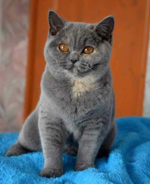 British Shorthair