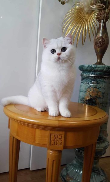 British Shorthair