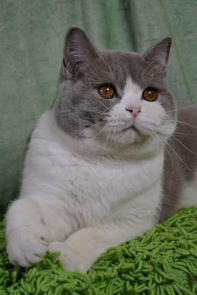 British Shorthair