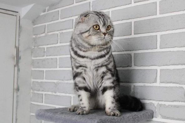 Scottish Fold