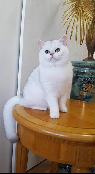 British Shorthair