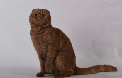 Scottish Fold