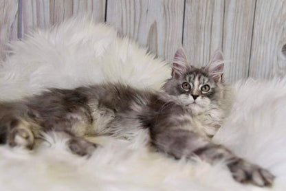 Maine Coon