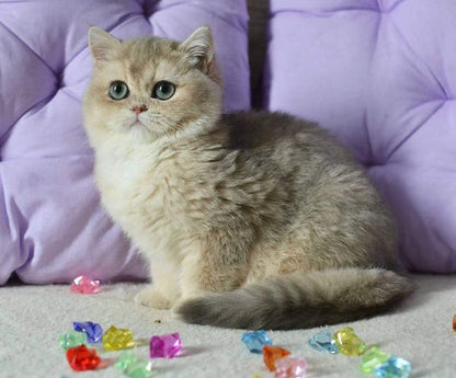 British Shorthair