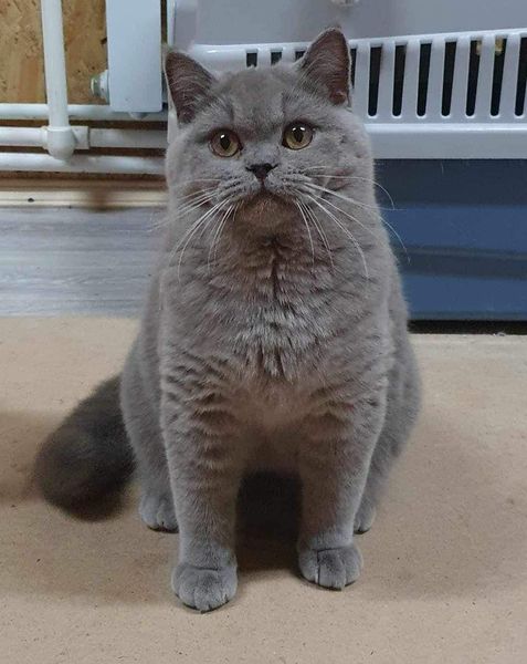 British Shorthair