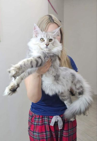 Maine Coon