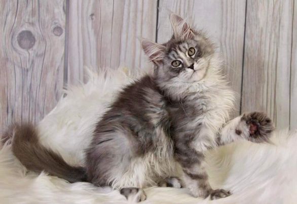 Maine Coon