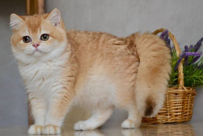 British Shorthair