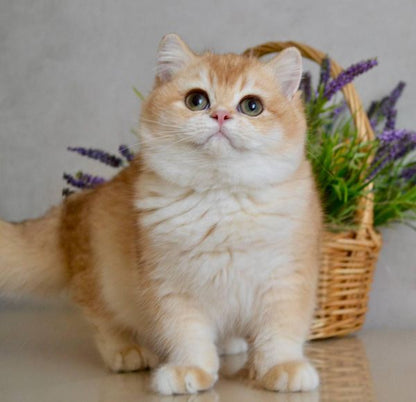 British Shorthair