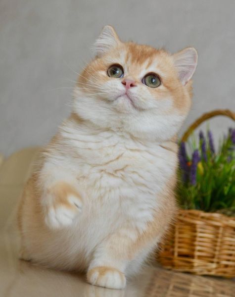 British Shorthair