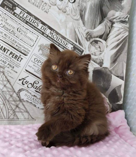 British Longhair