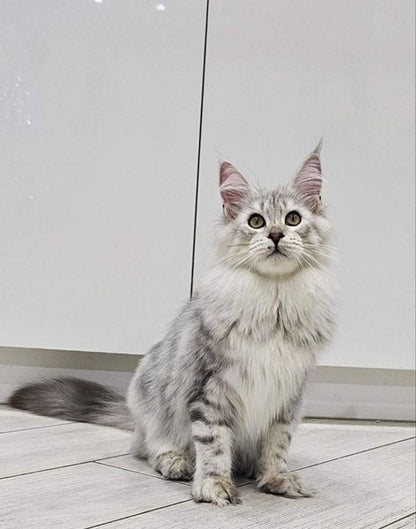 Maine Coon