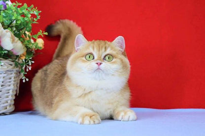 British Shorthair