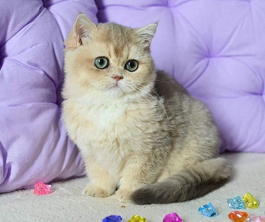 British Shorthair