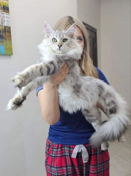 Maine Coon