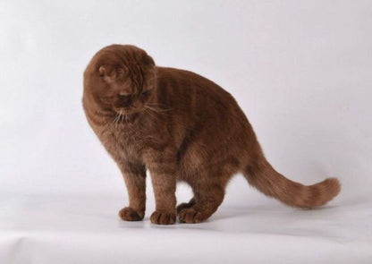 Scottish Fold