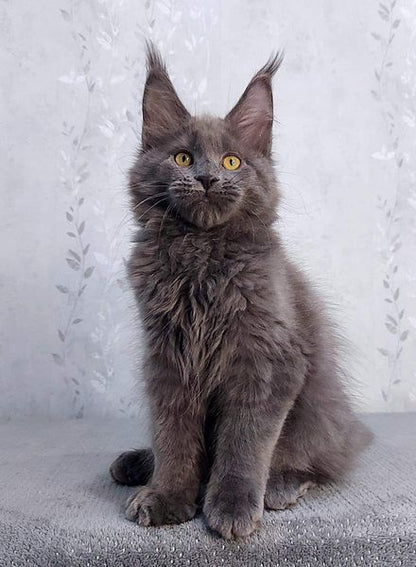 Maine Coon