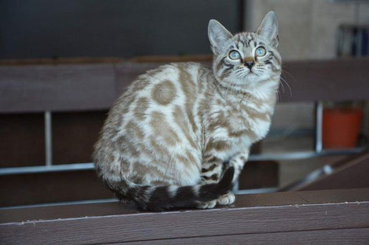 Bengal