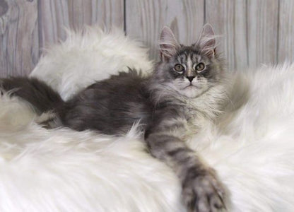 Maine Coon