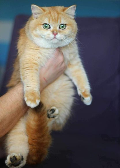 British Shorthair