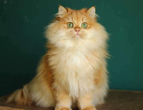 British Longhair