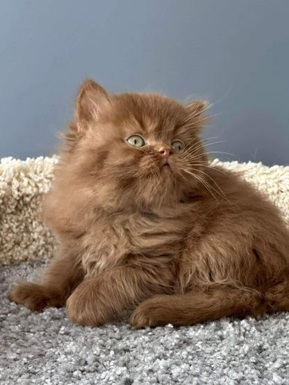 British Longhair