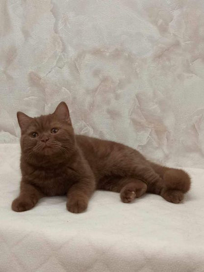 British Shorthair