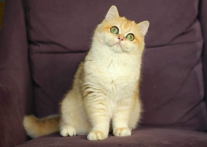 British Shorthair