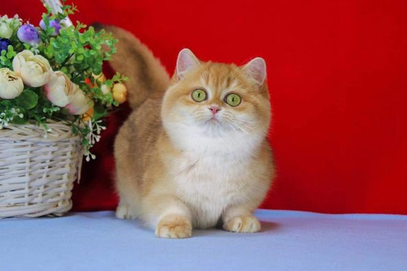 British Shorthair