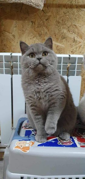 British Shorthair