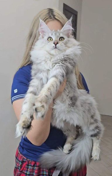 Maine Coon