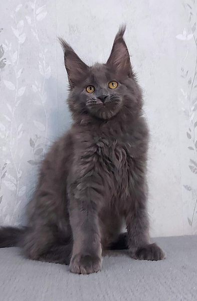 Maine Coon