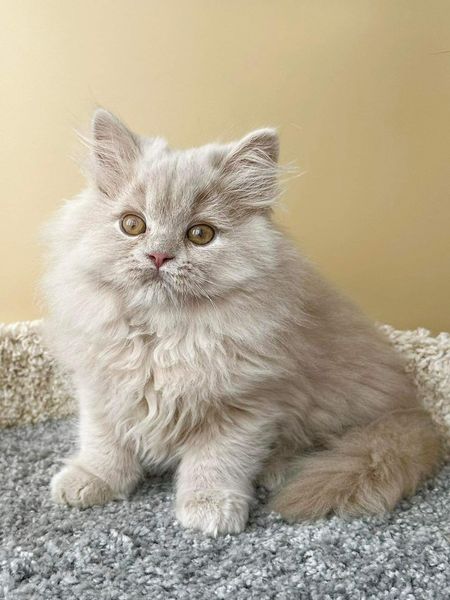 British Longhair