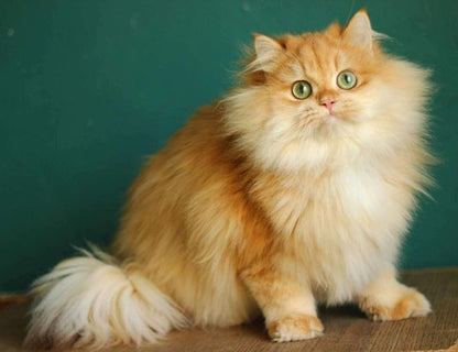 British Longhair