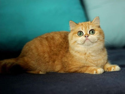 British Shorthair