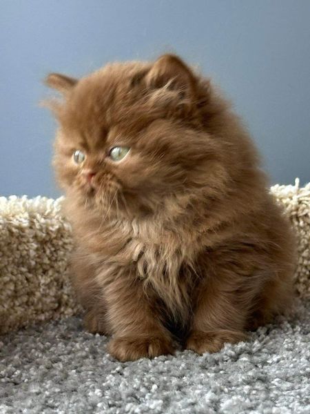 British Longhair