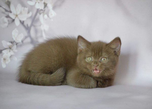 British Shorthair