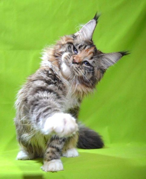 Maine Coon