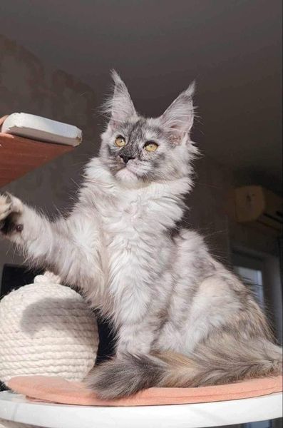 Maine Coon