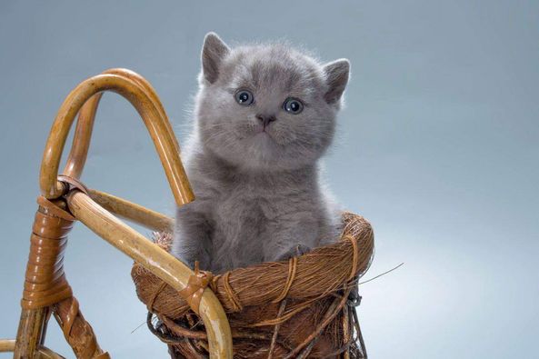 British Shorthair