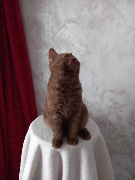 British Shorthair